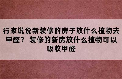 行家说说新装修的房子放什么植物去甲醛？ 装修的新房放什么植物可以吸收甲醛